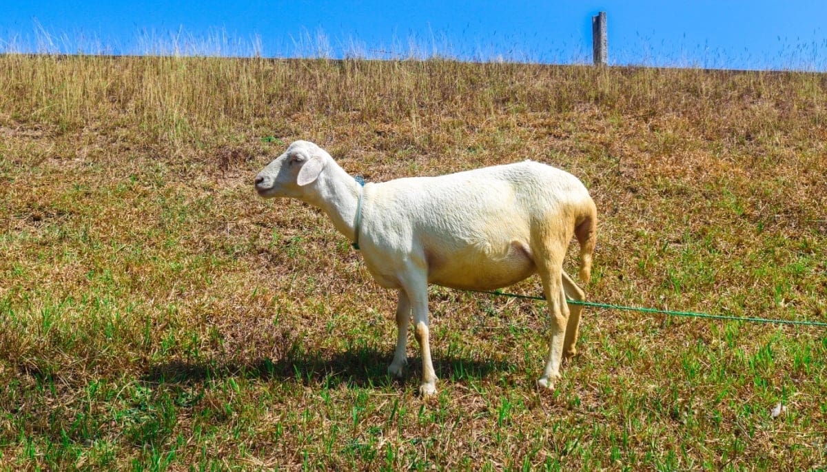 Memecoin GOAT bereikt record, maar wees gewaarschuwd Memecoin GOAT bereikt record, maar wees gewaarschuwd