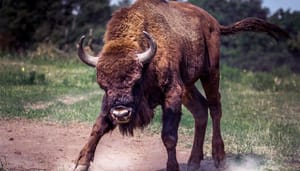 BitMEX_CEO_Arthur_hayes_de_bitcoin_bull_markt_is_hier BitMEX CEO Arthur Hayes: de bitcoin bull markt is hier!