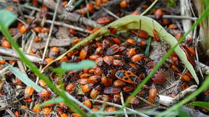 EOS ontkent dat bugs in protocol lancering mainnet zullen vertragen
