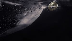 analist_diar_grote_bitcoin_whales_zijn_verantwoordelijk_voor_bull_markt Analist Diar: Grote bitcoin whales zijn verantwoordelijk voor bull markt