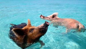 De Bahama’s lanceren door de staat gesteunde cryptocurrency, maar is het wel legitiem?