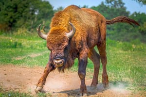 beleggers_bullish_cryptomarkt_stijgt_met_12_miljard_dollar_in_24_uur