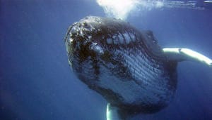bitcoin_BTC_whales_verplaatsen_meer_dan_27000_BTC_in_aanloop_naar_rally Bitcoin (BTC) whales verplaatsen meer dan 27.000 BTC in aanloop naar rally