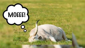 david_van_ineveld_wekelijkse_bitcoin_analyse_BTC_de_bulls_wankelen