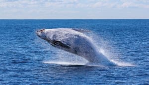 wallet-analyse_suggereert_dat_enorme_bitcoin_whale_klaar_is_met_het_verkopen_van_BTC