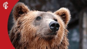 7april Update 07-04-21: Kijk uit voor de beer!