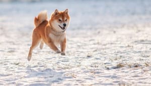 BONK-Dogecoin-stijging Door Dogecoin geïnspireerde memecoin BONK steeg al duizenden procenten