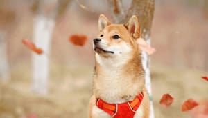 Baby_Doge_Coin_BABYDOGE_hype_alweer_voorbij_Daling_van_40_suggereert_van_wel Baby Doge Coin (BABYDOGE) hype alweer voorbij Daling van 40% suggereert van wel