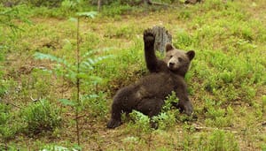 Beer-zwaait Bearish sentiment ebt weg, investeerders verwachten een goed Q4