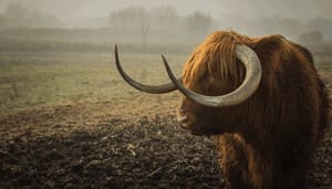 Betekent_de_bitcoin_crash_het_einde_van_de_bull-markt Betekent de bitcoin crash het einde van de bull-markt?