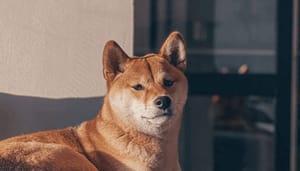 BitPay_voegt_shiba_inu_toe_reactie_koers_blijft_uit BitPay voegt shiba inu toe, reactie koers blijft uit