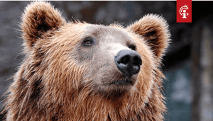 Bitcoin (BTC) analist legt uit waarom hij bearish is voor de korte termijn