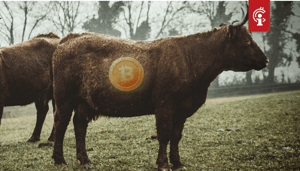 Bitcoin_BTC_balans_op_exchanges_op_laagste_punt_in_twee_jaar_is_dat_bullish Bitcoin (BTC) balans op exchanges op laagste punt in twee jaar, is dat bullish