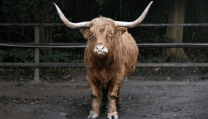 Bitcoin (BTC) bull case Aantal financiële adviseurs dat investeert in bitcoin zal in 2021 verdubbelen