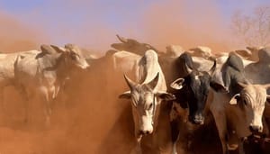 Bitcoin (BTC) bullrun laat op zich wachten Volgens historische data waarschijnlijk wel