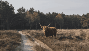 Bitcoin_BTC_bulls_drukken_prijs_boven_40.000_cardano_ADA_zet_bizarre_stijging_voort Bitcoin (BTC) bulls drukken prijs boven $40.000, cardano (ADA) zet bizarre stijging voort