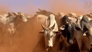 Bitcoin_BTC_bulls_maken_zich_op_voor_nieuwe_test_gaan_we_erop_of_eronder_-_Cardano_ADA_stijgt_door Bitcoin (BTC) bulls maken zich op voor nieuwe test, gaan we erop of eronder - Cardano (ADA) stijgt door