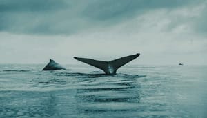 Bitcoin_BTC_heeft_nog_moeite_met_50.000_maar_whales_zijn_aan_het_accumuleren_is_een_uitbraak_nabij Bitcoin_(BTC)_heeft_nog_moeite_met_$50.000,_maar_whales_zijn_aan_het_accumuleren,_is_een_uitbraak_nabij