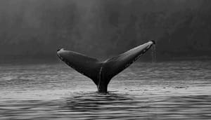 Bitcoin_BTC_koers_daalt_verder_maar_derde_grootste_whale_koopt_de_dip Bitcoin (BTC) koers daalt verder, maar derde grootste whale koopt de dip