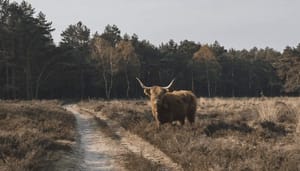 Bitcoin_BTC_koers_zet_rally_voort_en_nadert_35.000_-_axie_infinity_AXS_doet_er_nog_een_schep_bovenop Bitcoin (BTC) koers zet rally voort en nadert $35.000 - axie infinity (AXS) doet er nog een schep bovenop