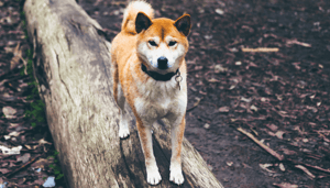 Bitcoin_BTC_stuitert_terug_boven_de_32.000_maar_bearish_signaal_verschijnt_DOGE_200_na_gekte Grote_Ethereum_update_gaat_live,_Ripple_viert_kleine_overwinning,_dogecoin_op_Bitvavo_en_meer_nieuws!
