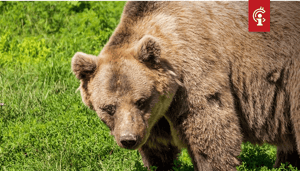 Bitcoin_BTC_vestigt_nieuw_jaarlijks_hoogtepunt_bears_gooien_roet_in_het_eten Bitcoin (BTC) vestigt nieuw jaarlijks hoogtepunt, bears gooien roet in het eten