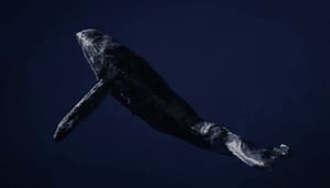 Bitcoin_BTC_whale_begint_weer_met_kopen_hoeveelheid_stablecoins_op_exchanges_naar_nieuw_record Bitcoin (BTC) whale begint weer met kopen, hoeveelheid stablecoins op exchanges naar nieuw record