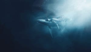 'Bitcoin (BTC) whales blijven BTC opkopen,' valt deze analist op