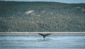Bitcoin_BTC_whales_kochten_in_saaie_periode_miljarden_aan_BTC Bitcoin (BTC) whales kochten in saaie periode miljarden aan BTC