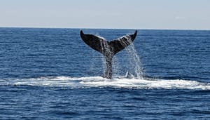 Bitcoin_BTC_whales_kochten_in_tijdens_dip_maar_deze_indicator_voorspelt_niet_veel_goeds Bitcoin (BTC) whales kochten in tijdens dip, maar deze indicator voorspelt niet veel goeds