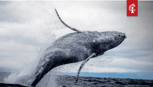 Bitcoin_BTC_whales_kochten_op_deze_prijsniveaus_hun_BTC_in_en_dit_is_wat_dat_ons_vertelt Bitcoin (BTC) whales kochten op deze prijsniveaus hun BTC in en dit is wat dat ons vertelt