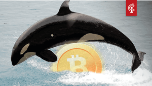 Bitcoin_BTC_whales_nemen_voor_het_eerst_sinds_2016_in_aantallen_toe_maar_ze_worden_niet_rijker Bitcoin (BTC) whales nemen voor het eerst sinds 2016 in aantallen toe, maar ze worden niet rijker