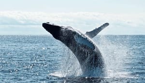 Bitcoin (BTC) whales verdedigen hun positie in deze prijszone, dogecoin (DOGE) loopt weer vrij