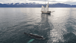 Bitcoin_BTC_ziet_enorme_stijging_van_whales_die_dumpen_maar_een_nog_grotere_stijging_van_instuties_die_investeren Bitcoin (BTC) ziet enorme stijging van whales die dumpen, maar een nog grotere stijging van instituties die investeren