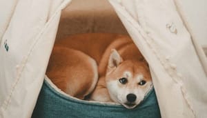 Bitcoin_blijft_hangen_ethereum_stijgt_iets_en_dogecoin_krijgt_weer_steuntje_in_de_rug_van_Elon_Musk Bitcoin blijft hangen, ethereum stijgt iets en dogecoin krijgt weer steuntje in de rug van Elon Musk