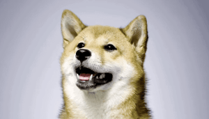 Bitcoin_koers_dichtbij_50.000_na_uitbraak_dogecoin_stijgt_maar_shiba_inu_presteert_nog_beter Bitcoin koers dichtbij $50.000 na uitbraak, dogecoin stijgt maar shiba inu presteert nog beter!