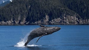 Bitcoin_whale_kocht_tot_nu_toe_8.000_BTC_tijdens_dip Bitcoin whale kocht tot nu toe 8.000 BTC tijdens dip!