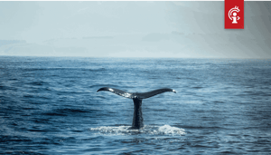 Bitcoin_whale_verplaatst_maar_liefst_60.000_BTC_ter_waarde_van_624_miljoen Bitcoin whale verplaatst maar liefst 60.000 BTC ter waarde van $624 miljoen