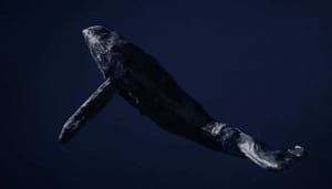 Bitcoin_whales_blijven_massaal_accumuleren_derde_grootste_BTC_whale_kocht_ook_de_dip Bitcoin whales blijven massaal accumuleren, derde grootste BTC whale kocht ook de dip