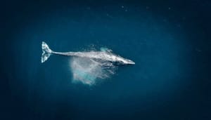 Bitcoin whales sloegen groots BTC in tijdens crash afgelopen week, meldt Chainalysis onderzoek
