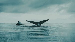 Bitcoin_whales_verkopen_enorme_hoeveelheden_BTC_in_februari_waarom Het aantal whales met minimaal 100.000 bitcoin stijgt! John bekijkt de koers van ethereum, axie infinity en meer