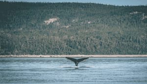 Bitcoin_whales_verkopen_massaal_nieuwe_daling_aanstaande Bitcoin whales verkopen massaal, nieuwe daling aanstaande?