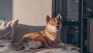 CEO van Three Arrows Capital, Su Zhu, spreekt lovend over dogecoin (DOGE)