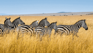 Cardano_ADA_gaat_in_oktober_bij_meerdere_Afrikaanse_landen_op_bezoek_wat_gaan_ze_doen Cardano (ADA) gaat in oktober bij meerdere Afrikaanse landen op bezoek, wat gaan ze doen