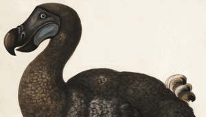 DODO_een_gedecentraliseerde_exchange_getroffen_door_hack_Miljoenen_dollars_verdwenen DODO, een gedecentraliseerde exchange, getroffen door hack Miljoenen dollars verdwenen