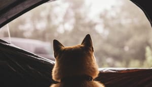 Tegenslag voor dogecoin? Elon Musk houdt Twitter poll