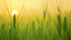 DeFi-blijft-groeien-Top-3-projecten-zijn-20-miljard-waard-Bitwise-lanceert-DeFi-fonds DeFi blijft groeien: Top 3 projecten zijn $20 miljard waard, Bitwise lanceert DeFi fonds