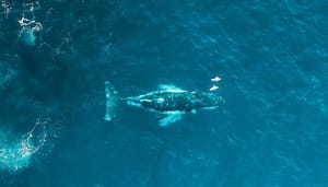 Derde grootste bitcoin whale kocht BTC tijdens crash, ook kleinere hodlers nemen in aantallen toe