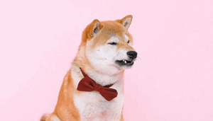 Dit_gebeurde_er_met_Dogecoin_DOGE_na_optreden_Elon_Musk Dit gebeurde er met Dogecoin (DOGE) na optreden Elon Musk