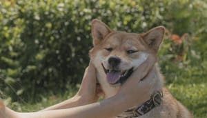 Doge_meme_NFT_nu_wellicht_500_miljoen_waard_na_veiling_op_SushiSwap_een_stijging_van_12.400 Doge meme NFT nu wellicht $500 miljoen waard na veiling op SushiSwap, een stijging van 12.400%